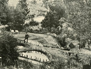 Étangs à poissons, Ercildoune, près de Ballarat, 1901 - Unbekannt