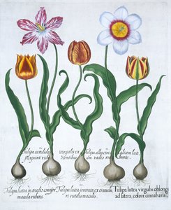 Cinq tulipes - Unbekannt