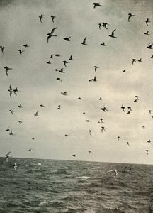 Vol de pétrels antarctiques, vers 1908, 1909 - Unbekannt