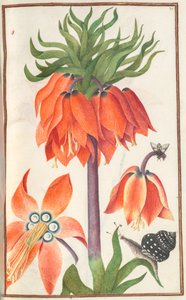 Florilegium : page 19 recto fritillaria imperialis orange couronne impériale, 1608