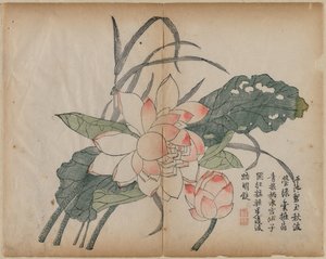 Lotus en fleur et bourgeon, 18e siècle - Unbekannt
