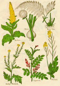 Fleurs : Molène, Oignon, Fougère mâle, Moutarde noire, Réglisse, Moutarde, vers 1940