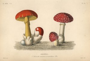 Amanite tue-mouches, Amanita muscaria, champignon impérial, Amanita aurantiaca
