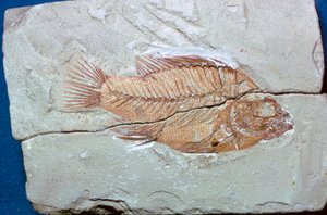 Fossile d