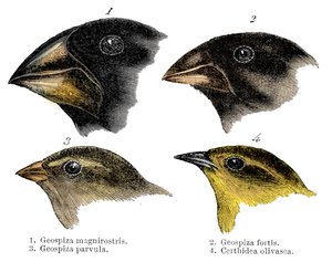 Quatre des espèces de pinsons observées par Darwin aux îles Galápagos - Unbekannt