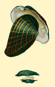 Moule d