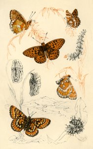 Papillons fritillaires, 19ème siècle - Unbekannt