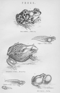 Grenouilles, 19e siècle - Unbekannt
