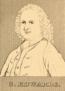 G. Edwards, 1694-1773, 1830 - Unbekannt