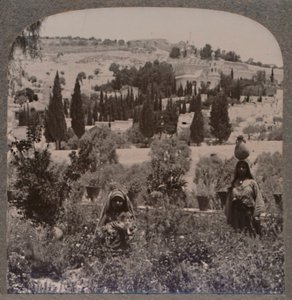 Jardin de Gethsémani et Mont des Oliviers des Jardins Grecs, vers 1900 - Unbekannt