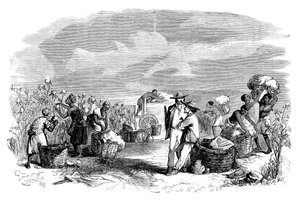 Récolte de coton dans une plantation de coton, c1895