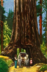Séquoia géant en Californie - Unbekannt