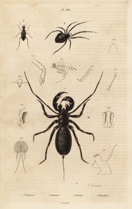 Scorpion fouet géant, Mastigoproctus giganteus, coléoptère, espèce Theratus, et araignée de la toile, espèce Theridion - Unbekannt