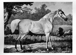 Gimcrack, 1760-1777, 1911 - Unbekannt