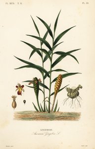 Gingembre ou racine de gingembre, Zingiber officinale, Amomum zingiber - Unbekannt