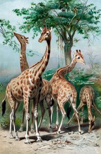 Girafes broutant, vers 1885