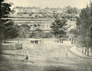 Asile de Gladesville pour les aliénés, Nouvelle-Galles du Sud, 1901 - Unbekannt