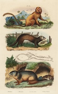 Tamarin lion doré, Leontopithecus rosalia, en danger 1, marmotte alpine, Marmota marmota 2 et tanière, et furet ou putois, Mustela putorius 3 - Unbekannt