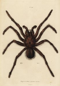 Mygale mangeuse d