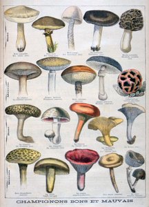 Champignons bons et mauvais, 1896