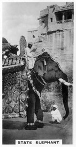 Éléphant gouvernemental en costume d