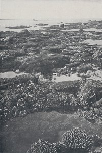 La Grande Barrière de corail, 1924 - Unbekannt