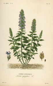 Grande lobélie bleue, Lobelia siphilitica, Lobelia siphylitica - Unbekannt