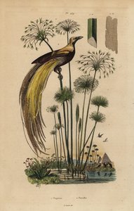 Grand oiseau de paradis, Paradisaea apoda, et papyrus, Cyperus papyrus
