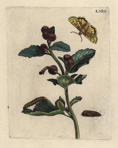 Bardane, Arctium lappa, avec papillon, chenille et chrysalide