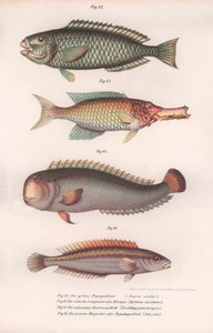 Perroquet vert. Longue bouche indienne, Rasirnesser, Labre, vers 1850 - Unbekannt