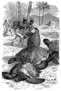 Tortue verte capturée par des chasseurs