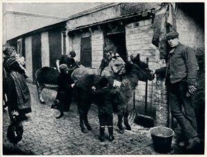 Toilettage des ânes costers, Londres, vers 1903 - Unbekannt
