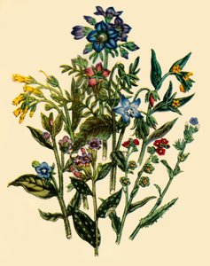 Groupe de la famille Forget-Me-Not, 1846, 1944 - Unbekannt