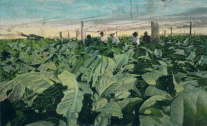 Culture du tabac, Cuba, 1909