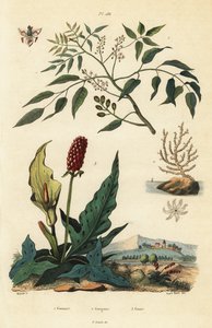 Gumbo-limbo, Bursera simaruba 1, éventail de mer large ou gorgone verruqueuse, Eunicella verrucosa 2, et gouet, Arum maculatum 3, Gomart, Gorgone, Gouet - Unbekannt