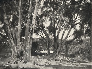 Gummibaume Ficus elastica, 1926 - Unbekannt