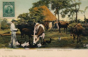 Habana. Scène campagnarde - Cour de ferme cubaine - Unbekannt