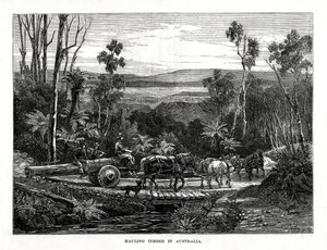 Transport de bois, Australie, 1877 - Unbekannt