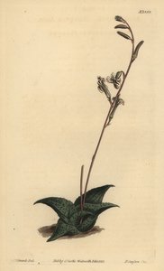 Haworthia venosa (Aloe recourbé) - Unbekannt