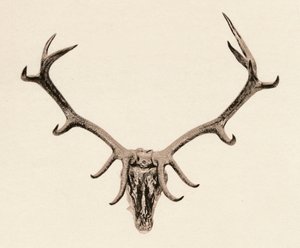 Tête de Cerf, XVIe siècle, 1904