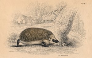 Hérisson Erinaceus europeas, 1828 - Unbekannt