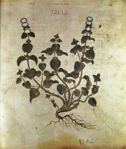 Menthe poivrée des herbiers, VIe siècle - Unbekannt