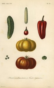 Plantes condimentaires et fruits légumiers