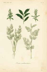 Plantes condimentaires - Unbekannt