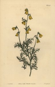 Hermannia confusa (Hermannia à feuilles fines, Hermannia tenuifolia)