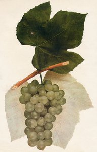 Hidalgo, 1908 - Unbekannt