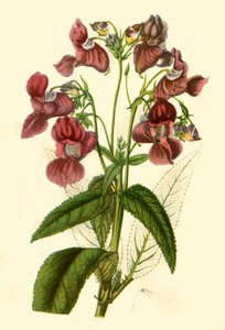 Balsamine de l