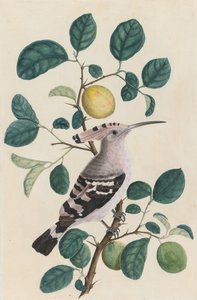 Huppe sur une branche de citronnier, vers 1800 - Unbekannt