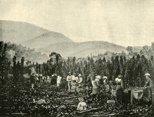 Cueillette du houblon en Tasmanie, 1901 - Unbekannt