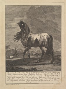 Cheval, 18e siècle - Unbekannt